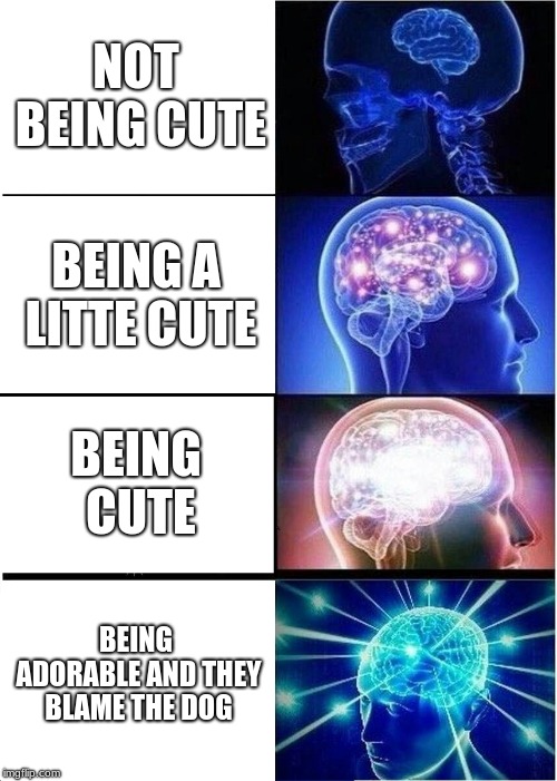 Expanding Brain Meme | NOT BEING CUTE BEING A LITTE CUTE BEING CUTE BEING ADORABLE AND THEY BLAME THE DOG | image tagged in memes,expanding brain | made w/ Imgflip meme maker