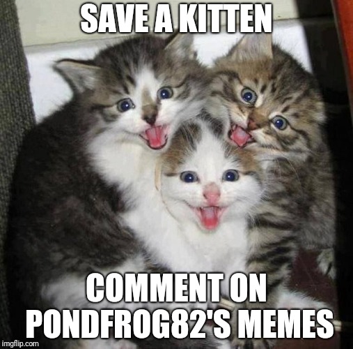 Happy kittens  | SAVE A KITTEN; COMMENT ON PONDFROG82'S MEMES | image tagged in happy kittens | made w/ Imgflip meme maker