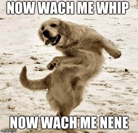 dancing dog | NOW WACH ME WHIP; NOW WACH ME NENE | image tagged in dancing dog | made w/ Imgflip meme maker