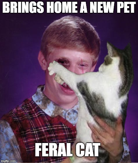 Brian adopts a pet | BRINGS HOME A NEW PET; FERAL CAT | image tagged in funny memes,cat,feral cat,wild,cats,beat-up bad luck brian | made w/ Imgflip meme maker