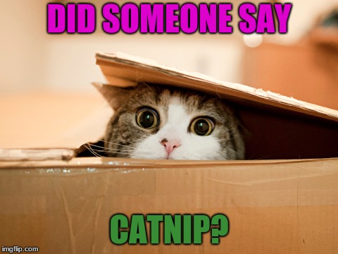 if there is catnip, i will look for it, i will find it, and i will lick it | DID SOMEONE SAY; CATNIP? | image tagged in cats,memes,funny,catnip,funny cats | made w/ Imgflip meme maker