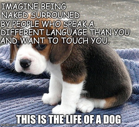 Life of a dog | IMAGINE BEING NAKED SURROUNED; BY PEOPLE WHO SPEAK A DIFFERENT LANGUAGE THAN YOU; AND WANT TO TOUCH YOU. THIS IS THE LIFE OF A DOG | image tagged in dog | made w/ Imgflip meme maker