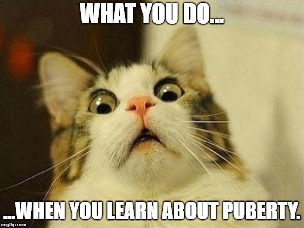 Scared Cat | WHAT YOU DO... ...WHEN YOU LEARN ABOUT PUBERTY. | image tagged in memes,scared cat | made w/ Imgflip meme maker