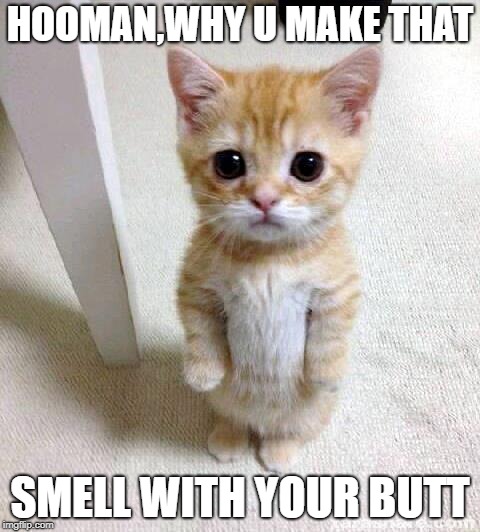 Cute Cat | HOOMAN,WHY U MAKE THAT; SMELL WITH YOUR BUTT | image tagged in memes,cute cat | made w/ Imgflip meme maker