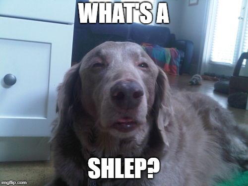 High Dog Meme | WHAT'S A SHLEP? | image tagged in memes,high dog | made w/ Imgflip meme maker