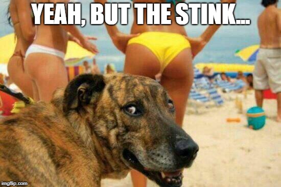 soon meme -dog bikini | YEAH, BUT THE STINK... | image tagged in soon meme -dog bikini | made w/ Imgflip meme maker