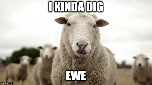 Sheep |  I KINDA DIG; EWE | image tagged in sheep | made w/ Imgflip meme maker
