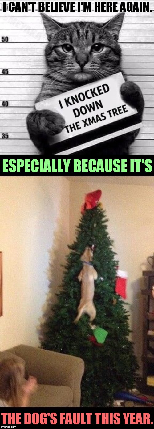 Here We Are...Another Holiday Season | I CAN'T BELIEVE I'M HERE AGAIN. ESPECIALLY BECAUSE IT'S; THE DOG'S FAULT THIS YEAR. | image tagged in memes,kitten,knock down christmas tree,but that's not my fault,dog,did you mean | made w/ Imgflip meme maker