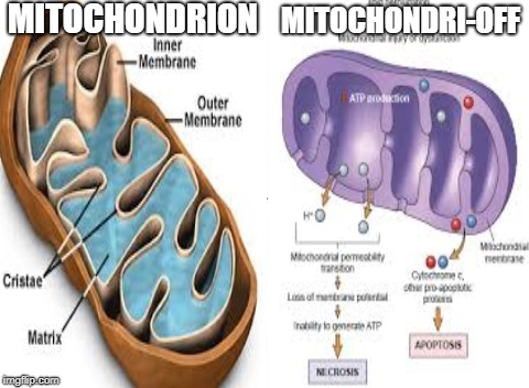 MITOCHONDRI_OFF | MITOCHONDRION; MITOCHONDRI-OFF | image tagged in biology,end me | made w/ Imgflip meme maker