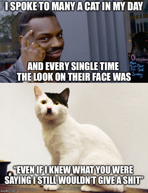 I SPOKE TO MANY A CAT IN MY DAY AND EVERY SINGLE TIME THE LOOK ON THEIR FACE WAS “EVEN IF I KNEW WHAT YOU WERE SAYING I STILL WOULDN’T GIVE  | image tagged in memes,roll safe think about it,hitler cat | made w/ Imgflip meme maker
