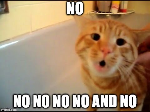 no | NO NO NO NO AND NO | image tagged in cat no,cat,funny cat | made w/ Imgflip meme maker