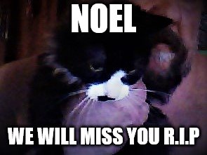 noel our cat we lost this year 2018 | NOEL; WE WILL MISS YOU R.I.P | image tagged in cat,rip cat | made w/ Imgflip meme maker