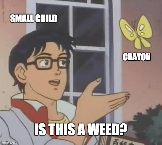 Is This A Pigeon Meme | SMALL CHILD; CRAYON; IS THIS A WEED? | image tagged in memes,is this a pigeon | made w/ Imgflip meme maker