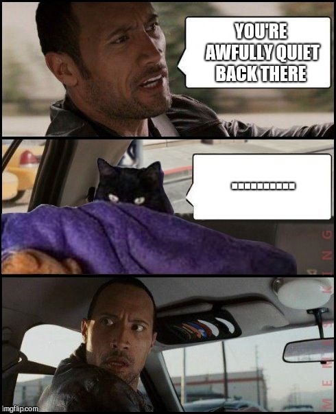 The Rock Driving Evil Cat | YOU'RE AWFULLY QUIET BACK THERE; .......... | image tagged in the rock driving evil cat | made w/ Imgflip meme maker