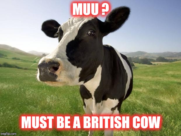 cow | MUU ? MUST BE A BRITISH COW | image tagged in cow | made w/ Imgflip meme maker