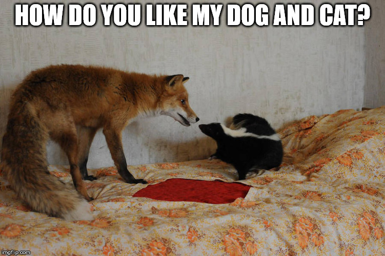 Stevie Wonder asks .... | HOW DO YOU LIKE MY DOG AND CAT? | image tagged in blind,cats and dogs | made w/ Imgflip meme maker