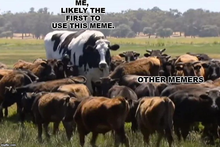 Big Cow | ME, LIKELY THE FIRST TO USE THIS MEME. OTHER MEMERS | image tagged in memes | made w/ Imgflip meme maker