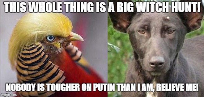 the donald | THIS WHOLE THING IS A BIG WITCH HUNT! NOBODY IS TOUGHER ON PUTIN THAN I AM, BELIEVE ME! | image tagged in trump,putin,animal,bird,dog,russia | made w/ Imgflip meme maker