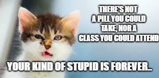 Incurably stupid | THERE'S NOT A PILL YOU COULD TAKE, NOR A CLASS YOU COULD ATTEND; YOUR KIND OF STUPID IS FOREVER.. | image tagged in memes,cat | made w/ Imgflip meme maker
