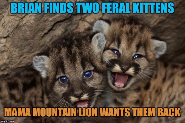 BRIAN FINDS TWO FERAL KITTENS MAMA MOUNTAIN LION WANTS THEM BACK | made w/ Imgflip meme maker