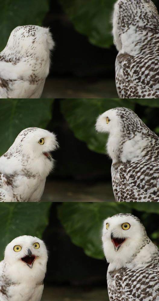 High Quality Talking night owls Blank Meme Template