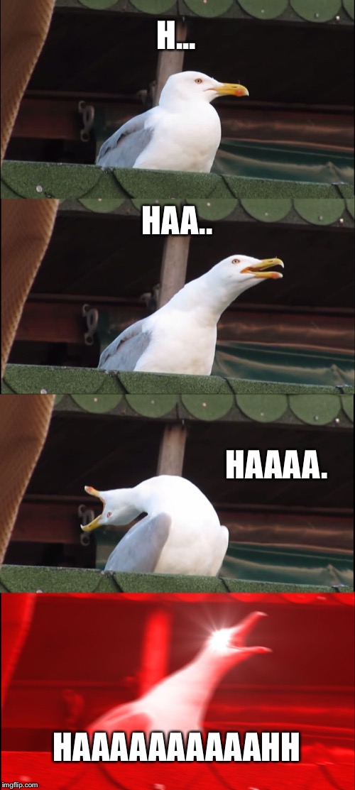 Inhaling Seagull Meme | H... HAA.. HAAAA. HAAAAAAAAAAHH | image tagged in memes,inhaling seagull | made w/ Imgflip meme maker