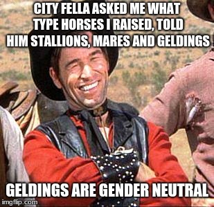 Cowboy schools city fella | CITY FELLA ASKED ME WHAT TYPE HORSES I RAISED, TOLD HIM STALLIONS, MARES AND GELDINGS; GELDINGS ARE GENDER NEUTRAL | image tagged in cowboy,stallions,mares,geldings | made w/ Imgflip meme maker
