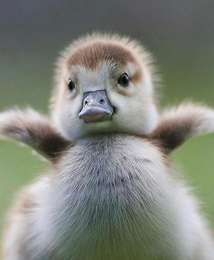 High Quality Baby Duck Blank Meme Template