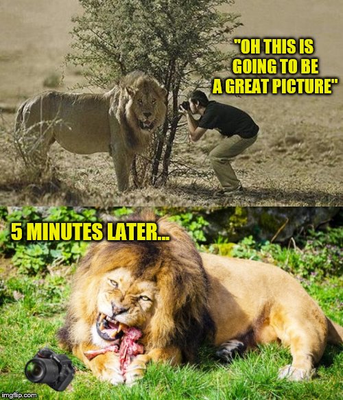 I done tole you to back up 3 times... | "OH THIS IS GOING TO BE A GREAT PICTURE"; 5 MINUTES LATER... | image tagged in memes,funny,photography,lions,nature | made w/ Imgflip meme maker