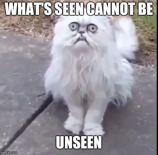 Disturbed Cat | WHAT'S SEEN CANNOT BE; UNSEEN | image tagged in disturbed cat | made w/ Imgflip meme maker