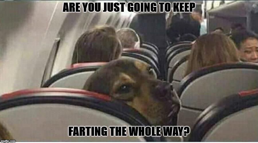 ARE YOU JUST GOING TO KEEP; FARTING THE WHOLE WAY? | image tagged in dog on plane,dog | made w/ Imgflip meme maker