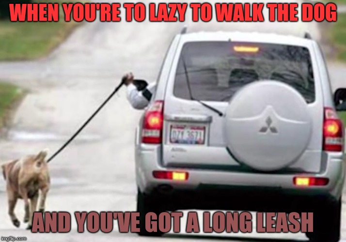 He must Not Be Very Fit | WHEN YOU'RE TO LAZY TO WALK THE DOG; AND YOU'VE GOT A LONG LEASH | image tagged in memes,funny,dogs,animals,lazy,lazy people | made w/ Imgflip meme maker