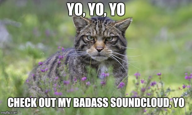 YO, YO, YO; CHECK OUT MY BADASS SOUNDCLOUD, YO | image tagged in album cover cat | made w/ Imgflip meme maker