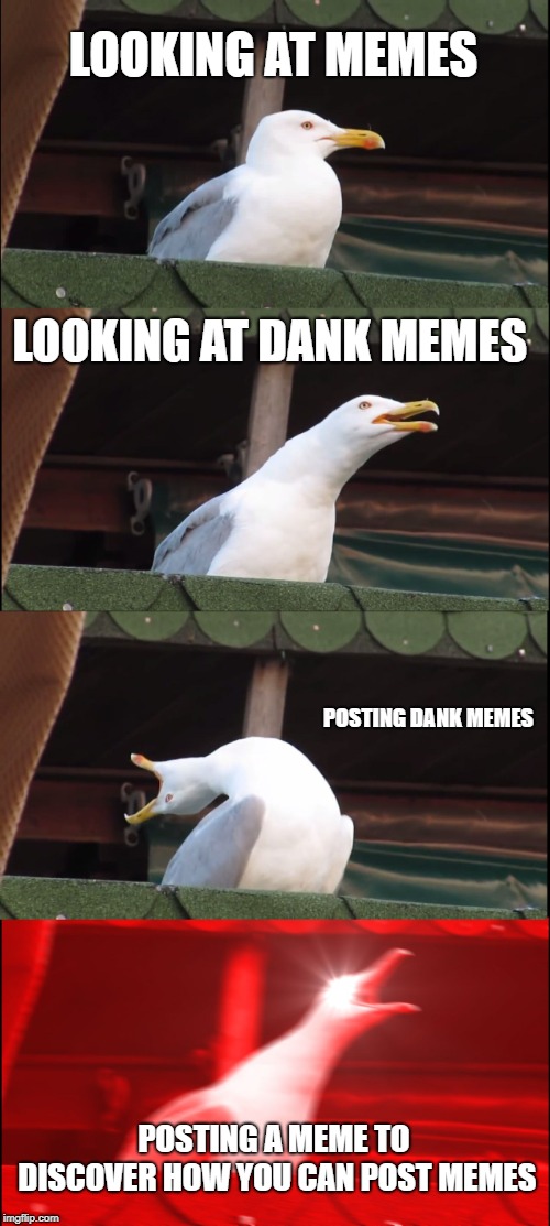 Inhaling Seagull Meme | LOOKING AT MEMES; LOOKING AT DANK MEMES; POSTING DANK MEMES; POSTING A MEME TO DISCOVER HOW YOU CAN POST MEMES | image tagged in memes,inhaling seagull | made w/ Imgflip meme maker