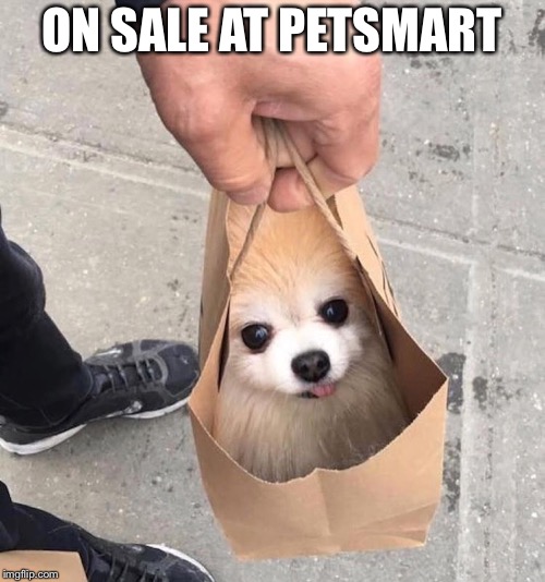 ON SALE AT PETSMART | made w/ Imgflip meme maker