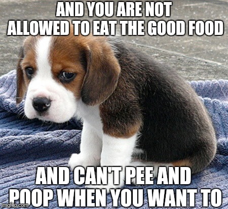 sad dog | AND YOU ARE NOT ALLOWED TO EAT THE GOOD FOOD AND CAN'T PEE AND POOP WHEN YOU WANT TO | image tagged in sad dog | made w/ Imgflip meme maker