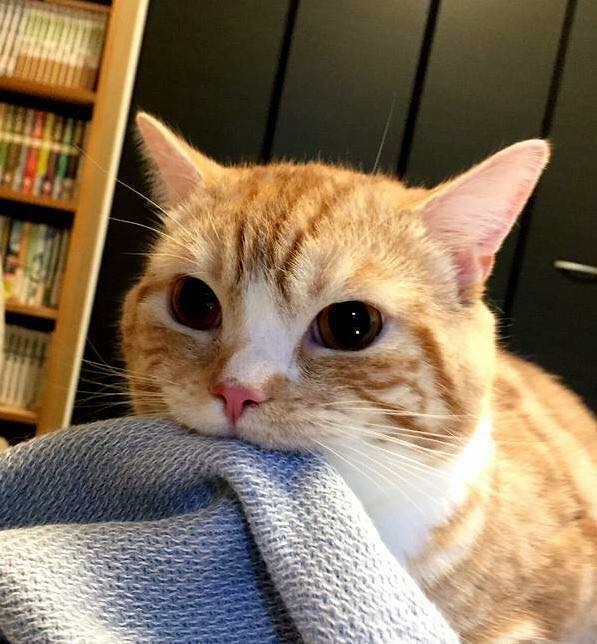 High Quality Cat blanket Blank Meme Template
