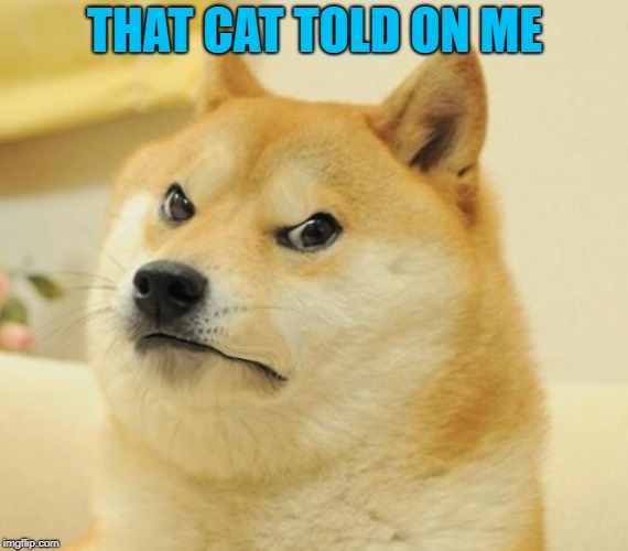 THAT CAT TOLD ON ME | made w/ Imgflip meme maker