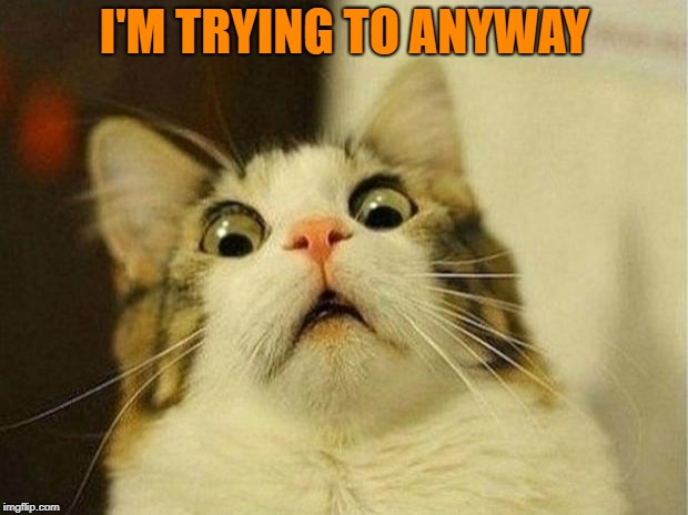 Scared Cat Meme | I'M TRYING TO ANYWAY | image tagged in memes,scared cat | made w/ Imgflip meme maker