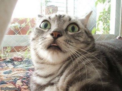 shocked cat | . | image tagged in shocked cat | made w/ Imgflip meme maker