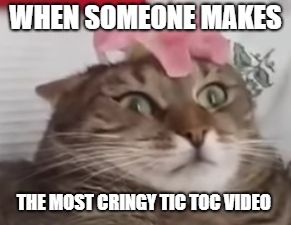 flower cat | WHEN SOMEONE MAKES; THE MOST CRINGY TIC TOC VIDEO | image tagged in flower cat | made w/ Imgflip meme maker