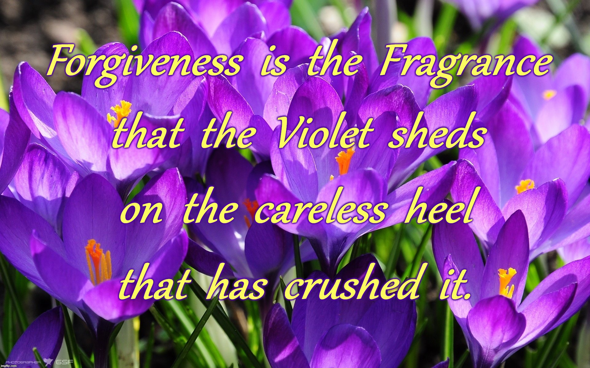 Fragrant Forgiveness | Forgiveness  is  the  Fragrance; that  the  Violet  sheds; on  the  careless  heel; that  has  crushed  it. | image tagged in forgiveness,fragrant violets | made w/ Imgflip meme maker