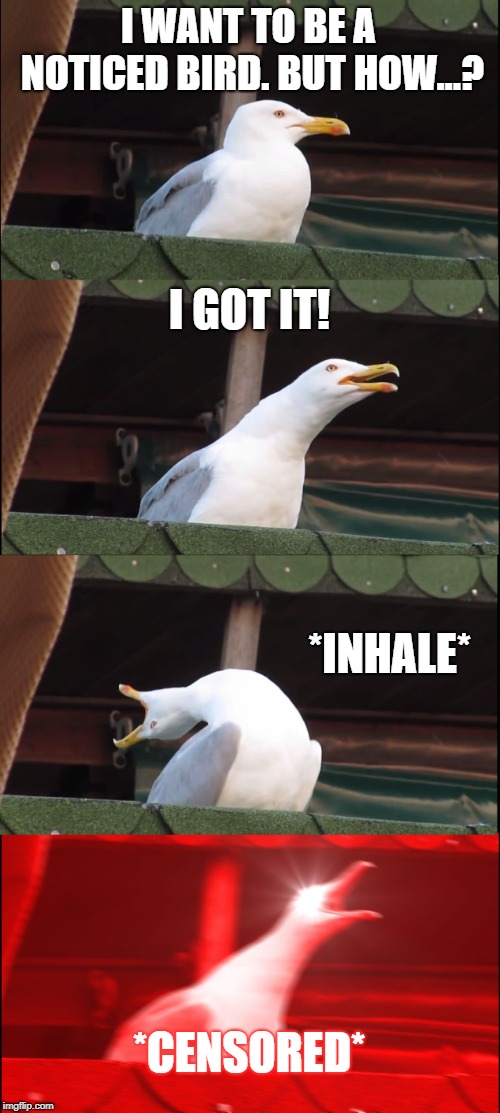 The noticed bird... | I WANT TO BE A NOTICED BIRD. BUT HOW...? I GOT IT! *INHALE*; *CENSORED* | image tagged in memes,inhaling seagull | made w/ Imgflip meme maker
