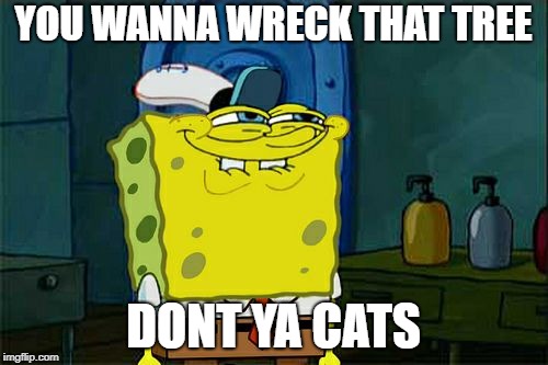 Don't You Squidward Meme | YOU WANNA WRECK THAT TREE DONT YA CATS | image tagged in memes,dont you squidward | made w/ Imgflip meme maker
