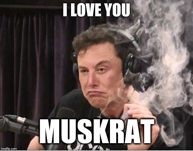 Elon Musk smoking a joint | I LOVE YOU; MUSKRAT | image tagged in elon musk smoking a joint | made w/ Imgflip meme maker