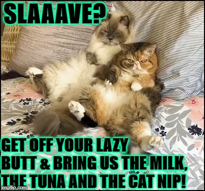 SLAAAVE? GET OFF YOUR LAZY BUTT & BRING US THE MILK, THE TUNA AND THE CAT NIP! | image tagged in serve us slave | made w/ Imgflip meme maker