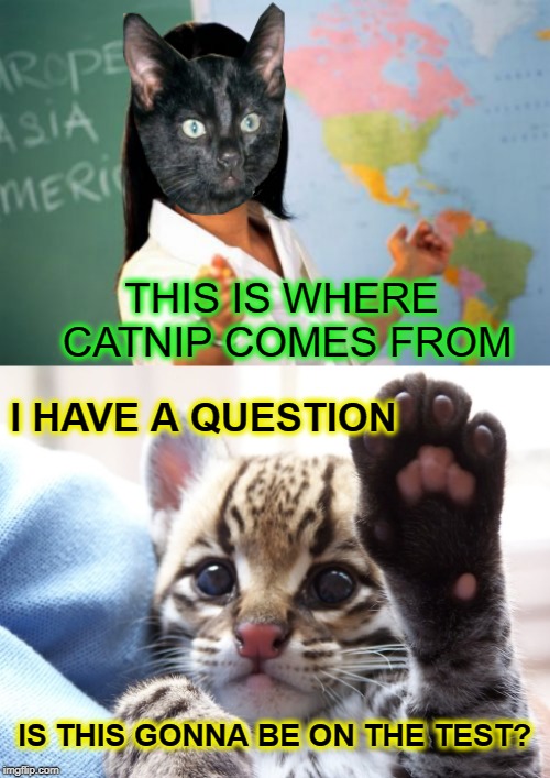 Cat School | THIS IS WHERE CATNIP COMES FROM; I HAVE A QUESTION; IS THIS GONNA BE ON THE TEST? | image tagged in memes,unhelpful high school teacher,cats,kitten,catnip,cat | made w/ Imgflip meme maker
