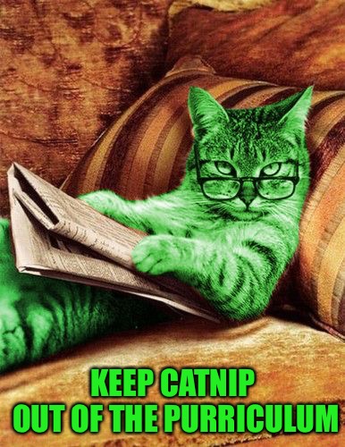 Factual RayCat | KEEP CATNIP OUT OF THE PURRICULUM | image tagged in factual raycat | made w/ Imgflip meme maker