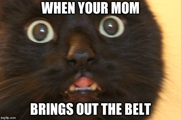 THE BELT | WHEN YOUR MOM; BRINGS OUT THE BELT | image tagged in funny cats,oh shit,belt spanking | made w/ Imgflip meme maker