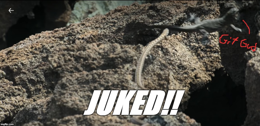 iguana jukes | JUKED!! | image tagged in iguana,funny animals,league of legends,gaming,pc gaming,snakes | made w/ Imgflip meme maker